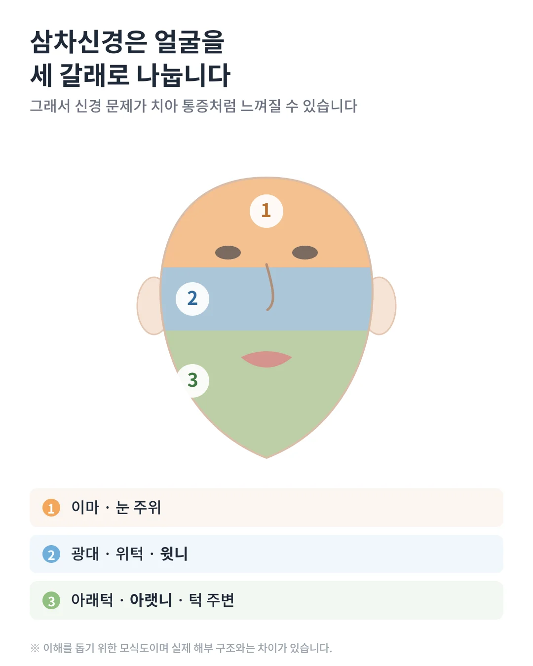 삼차신경이 이마와 눈 주위, 광대와 위턱·윗니, 아래턱과 아랫니·턱 주변의 세 갈래로 나뉘어 분포하는 것을 얼굴 그림으로 나타낸 모식도